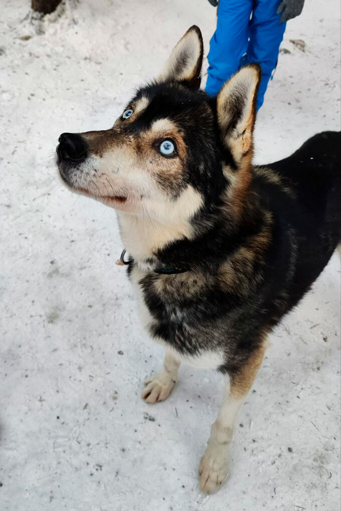 husky with blue eyes