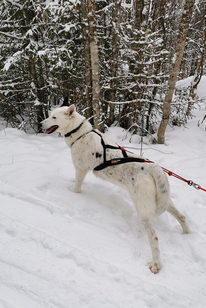 white alaskan husky